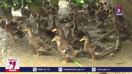 Giảm nghèo nhờ bảo tồn được giống vịt Cổ Lũng bản địa