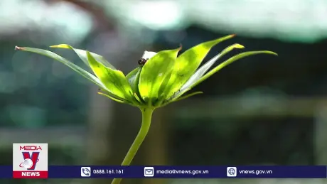 Phát triển bền vững nguồn gen dược liệu