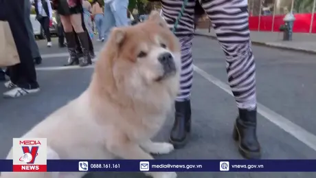 Tưng bừng lễ hội Halloween cho cún cưng tại Mỹ