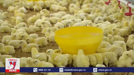 Nông dân Thanh Hóa tích cực tái đàn chăn nuôi phục vụ thị trường cuối năm