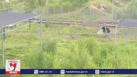 Số lượng gấu bị nuôi nhốt đã giảm 95%