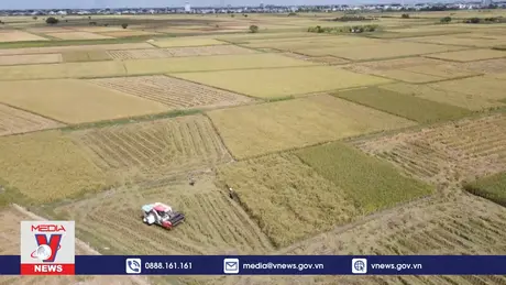 Nông dân Thái Bình thất thu vụ lúa Mùa