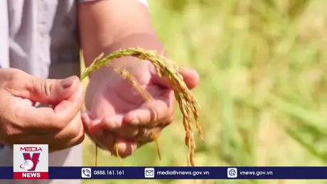 Trên 120 ha cây trồng tại Hậu Giang bị ảnh hưởng bởi triều cường