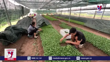 Khó khăn trong khôi phục làng hoa lớn nhất Nam Định sau mưa lũ