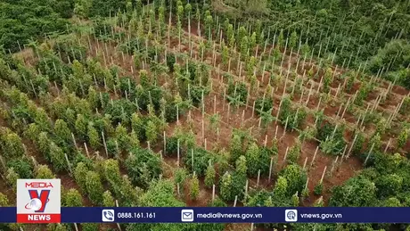 Nông dân Tây Nguyên với chuyển đổi số