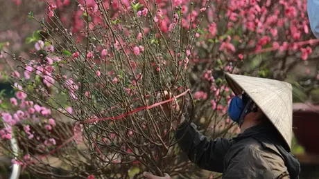 Trình Thủ tướng Chính phủ phương án nghỉ Tết Âm lịch 2025 kéo dài 9 ngày