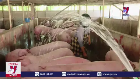 Cơ hội nào cho chăn nuôi vụ Tết?