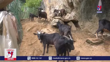 Hòa Bình phát triển chăn nuôi theo hướng tập trung