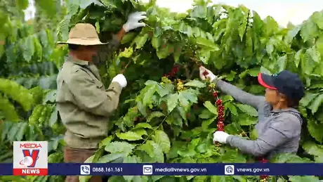 Xuất khẩu cà phê cao kỷ lục từ trước đến nay