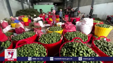 Cau tươi ở Quảng Ngãi rớt giá mạnh sau thời gian lập đỉnh