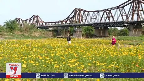 Cánh đồng hoa cúc vàng nở rộ dưới chân cầu Long Biên