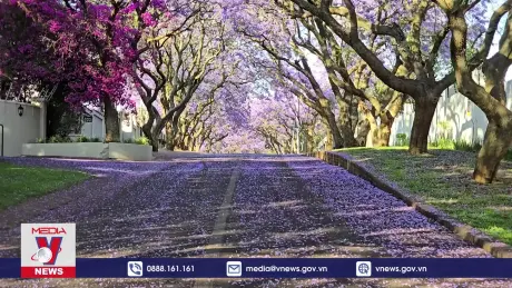 Mùa xuân rực rỡ sắc tím tại Nam Phi
