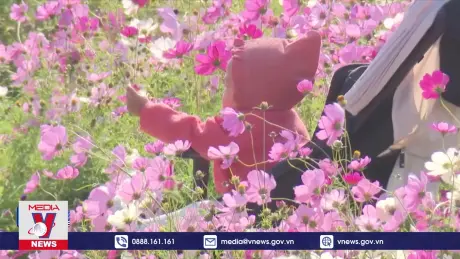 Lễ hội hoa mùa thu Hàn Quốc