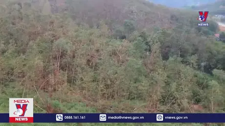 Quảng Ninh cần hỗ trợ khôi phục sản xuất lâm nghiệp