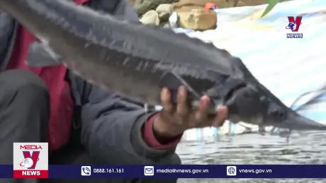 Phát triển nghề nuôi cá nước lạnh ở vùng cao Lai Châu