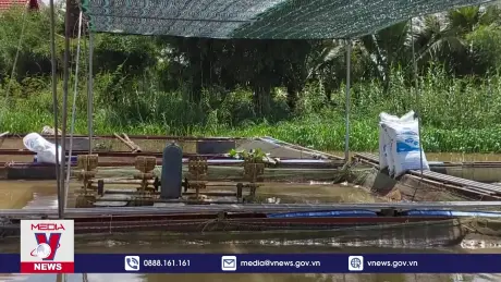 Hệ luỵ từ việc nuôi trồng thuỷ sản không phép trên sông Sêrêpốk