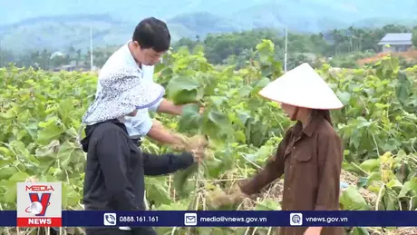 Khôi phục sản xuất nông nghiệp vùng rốn lũ Yên Bái