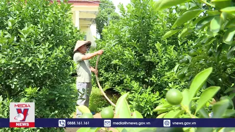 Vùng chuyên canh quất lớn nhất miền Trung vào vụ Tết