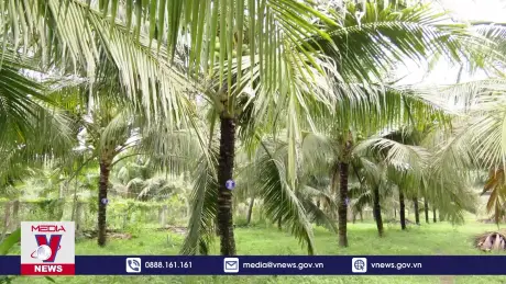 Cơ hội cho 'thủ phủ' dừa Bình Định