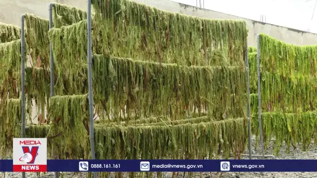 Biến lá dứa thành xơ, sợi trong ngành dệt may