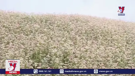 Hà Giang sẵn sàng cho Lễ hội hoa Tam giác mạch