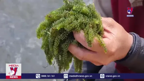 Trồng rong nho mang lại nhiều triển vọng phát triển kinh tế