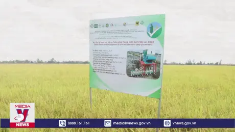 Mở rộng thí điểm 3.300 ha lúa chất lượng cao