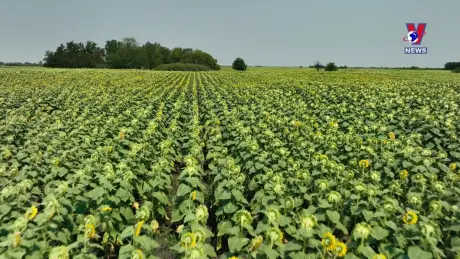 Tương Lai Xanh ngày 31/10/2024