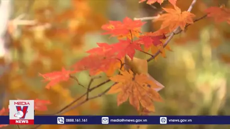 Cuốn hút mùa thu Hàn Quốc