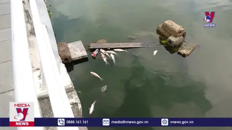 Khắc phục tình trạng cá chết ở hồ Tây