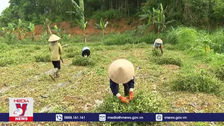 Yên Bái liên kết trồng cây dược liệu theo chuỗi giá trị