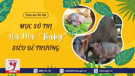 Mục sở thị Hà Mã “baby” siêu dễ thương tại Vườn thú Hà Nội