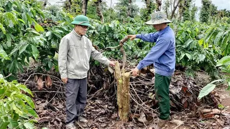 An ninh nông thôn Đắk Lắk báo động vì nạn trộm cắp 