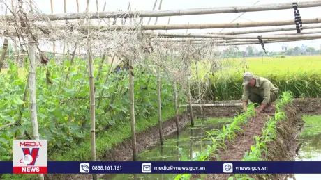 Nam Định đẩy mạnh vụ đông, bù thiệt hại vụ Mùa