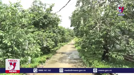 Sóc Trăng chuyển đổi cây trồng trên vùng đất nhiễm phèn