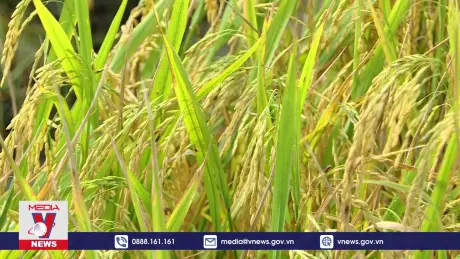 Nông dân Trà Vinh sản xuất gắn với bảo vệ môi trường