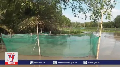 Nông dân Bạc Liêu nuôi cá mùa nước nổi tăng thêm thu nhập
