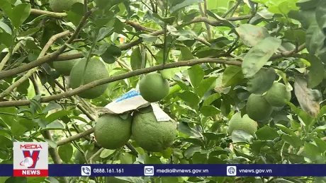 Tiền Giang “xanh hoá” ngành nông nghiệp tăng cạnh tranh