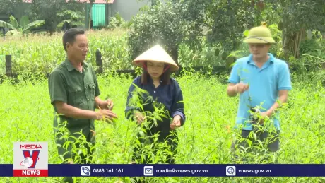 Người dân vùng cao Thanh Hoá giảm nghèo nhờ trồng cây dược liệu