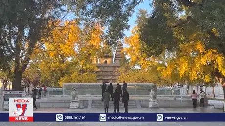 Con đường rực sắc vàng ở Bắc Kinh, Trung Quốc