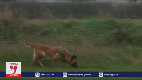 Đến thăm trường huấn luyện chó nghiệp vụ tại Anh