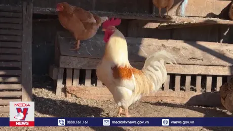 Canada phát hiện ca mắc cúm gia cầm đầu tiên ở người