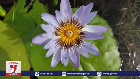 Thủ đô Nam Phi bảo tồn thành công một loài hoa súng