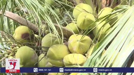 9 vùng trồng dừa đủ điều kiện xuất khẩu sang Trung Quốc