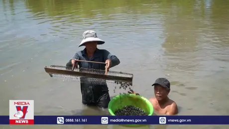 Tăng cường giải pháp phát triển bền vững nghề nuôi sò huyết