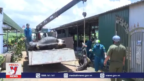 Bồi thường xong đợt 1 cho hộ nuôi bò sữa thiệt hại do vaccine