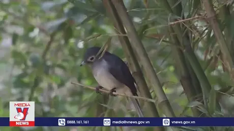 Công nghệ AI hỗ trợ bảo tồn rừng ở Kenya