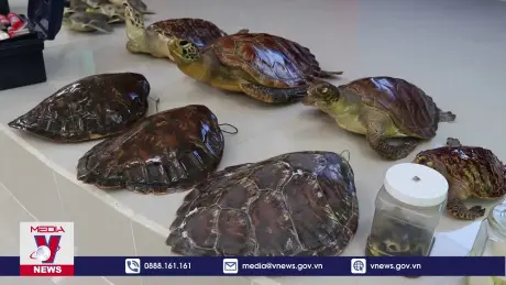 Nâng cao năng lực cứu hộ rùa biển và thú biển