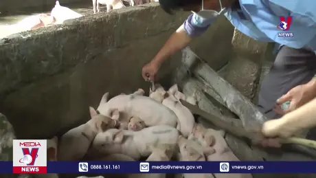 Tuyên Quang triển khai các giải pháp phòng, chống bệnh dịch tả lợn Châu Phi