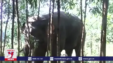 Công bố Kế hoạch hành động Quốc gia bảo tồn voi